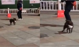 网友爆料遛狗视频,遛狗趣事多，萌宠瞬间引网友热议